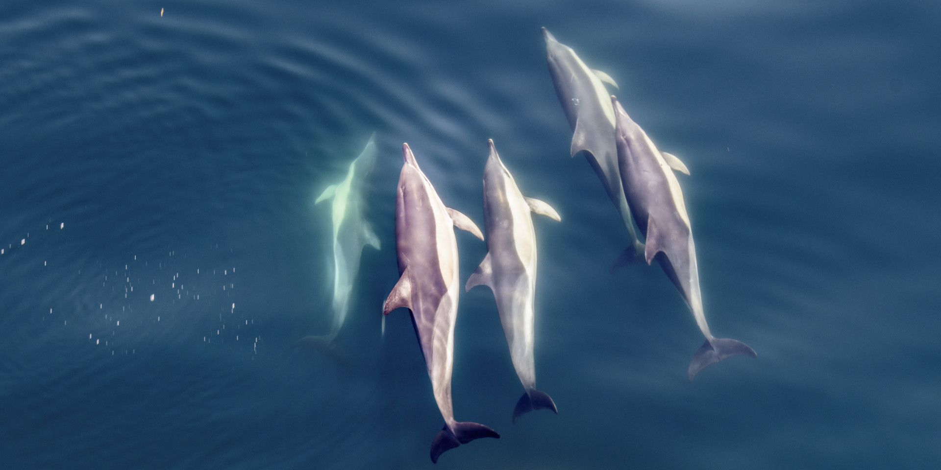 Dolfijnen in de zee